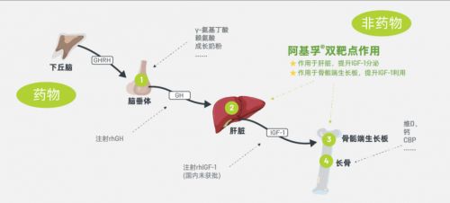《儿童生长发育饮食与营养精准补充指南》发布IGF-1增敏剂获行业认可(图4)