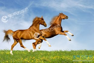 今日运势：属马今日运势4月（属马查询2020）(图1)