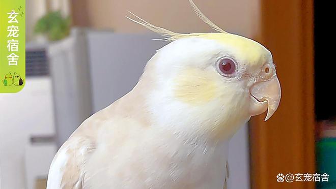 鹦鹉换羽期营养失衡的影响与补救措施(图4)