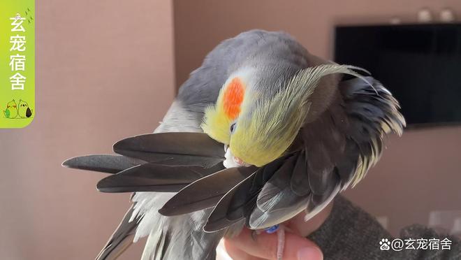 鹦鹉换羽期营养失衡的影响与补救措施