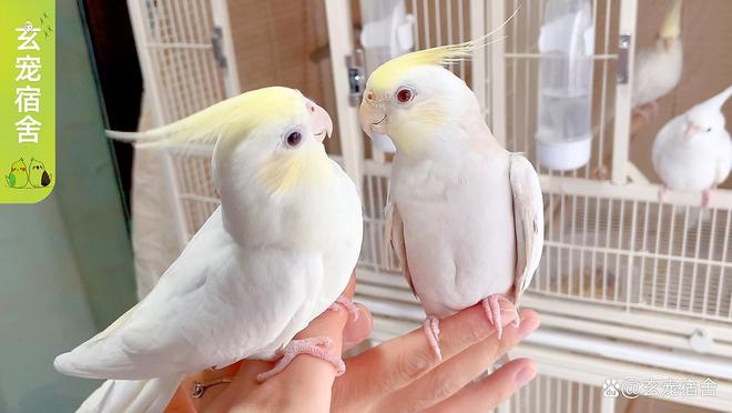 鹦鹉换羽期营养失衡的影响与补救措施(图2)