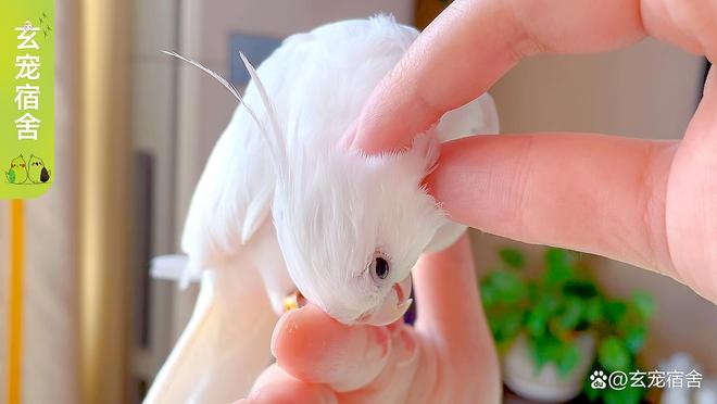 鹦鹉换羽期营养失衡的影响与补救措施(图3)