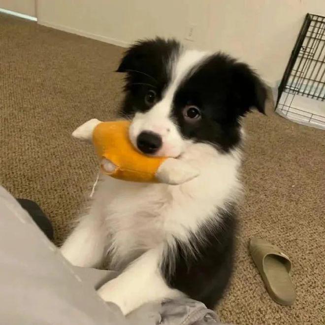 小型犬狗粮品牌排行榜：了解最新营养趋势与优质选择