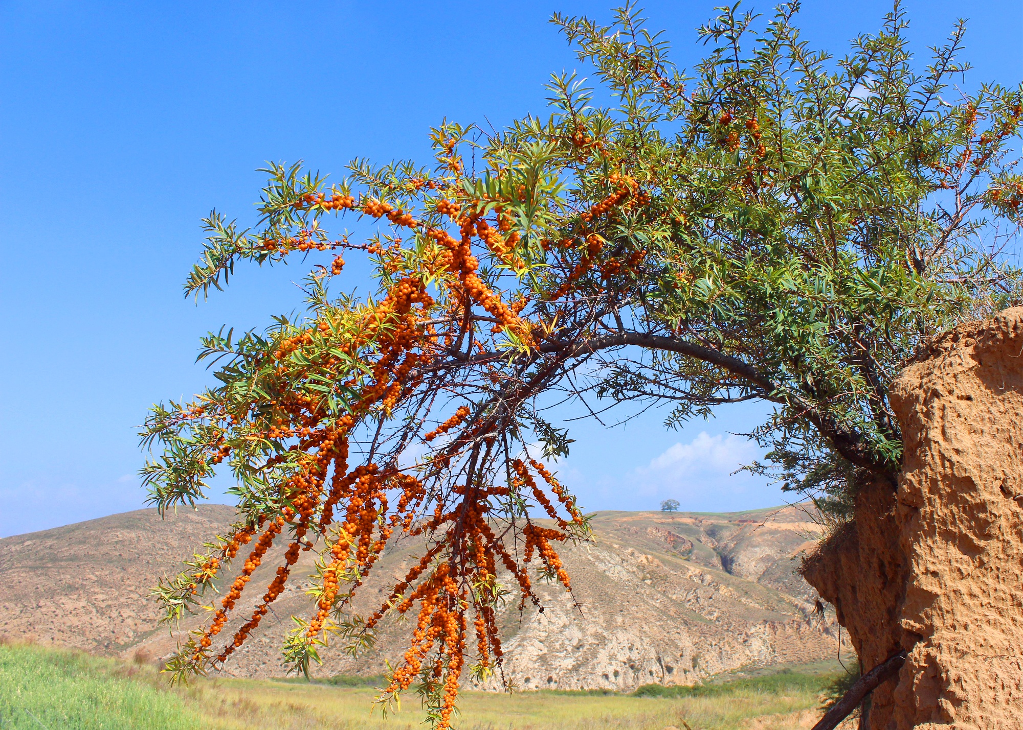小沙棘撬动大产业 山西右玉创新构建现代农业全产业链(图1)