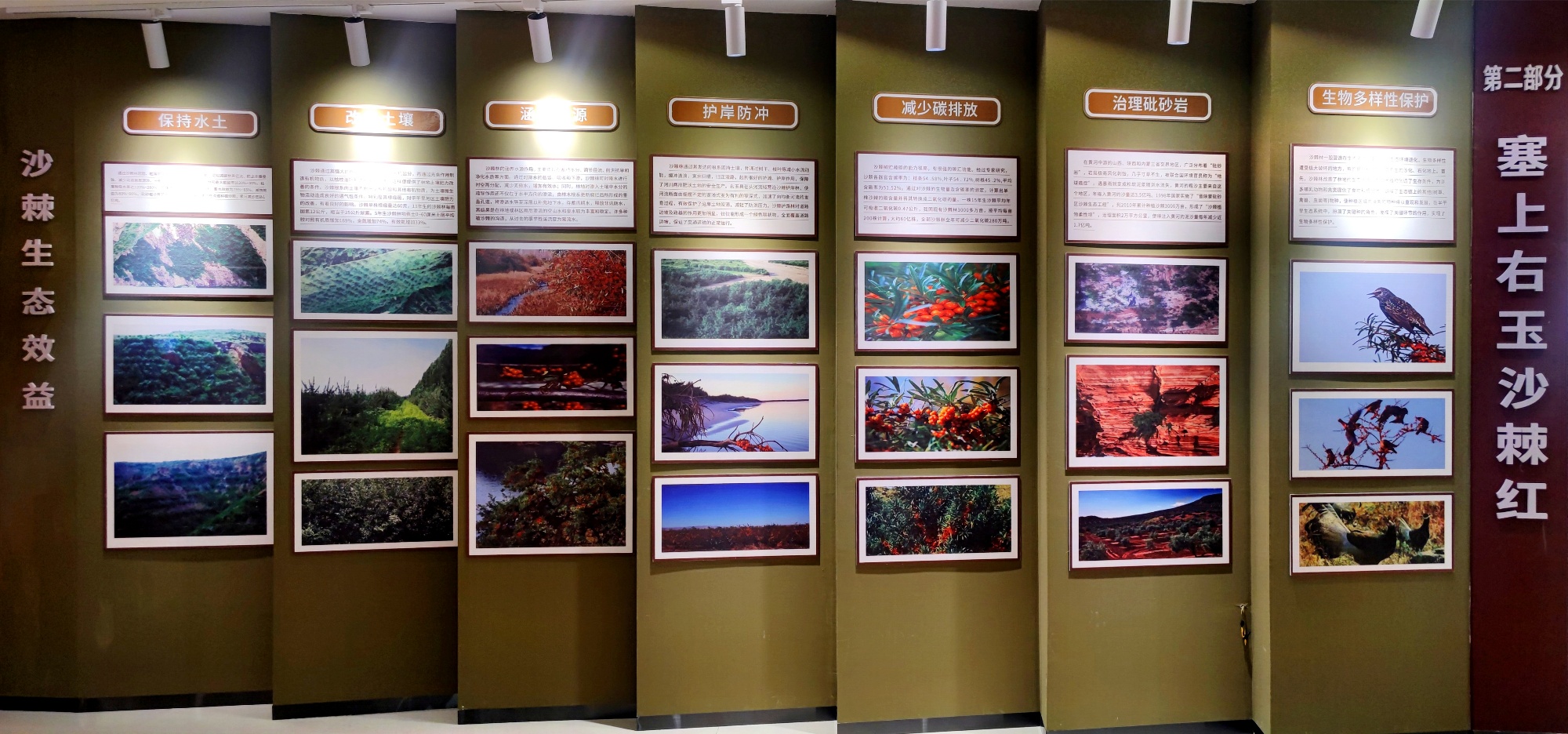 小沙棘撬动大产业 山西右玉创新构建现代农业全产业链(图4)