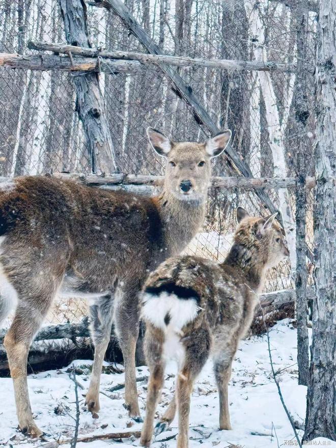 去长白山4天3夜旅游攻略和朋友这样规划路线(图1)