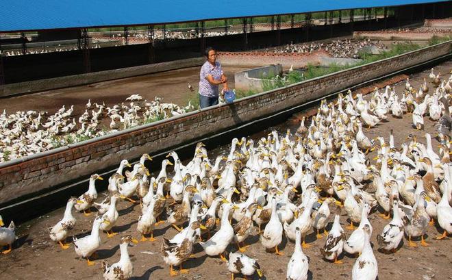 家庭养鸭高效技巧！控水控料+场地规划少生病、长得快(图2)