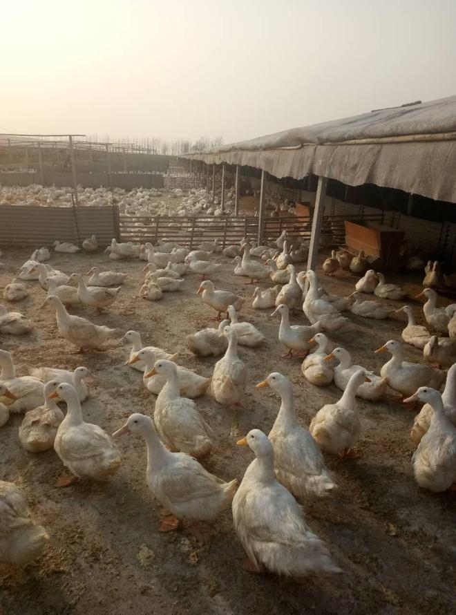 家庭养鸭高效技巧！控水控料+场地规划少生病、长得快(图4)