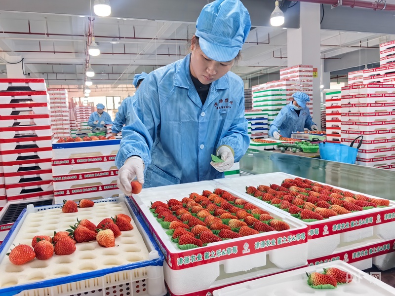 新春走基层丨一颗草莓的“春运”(图1)