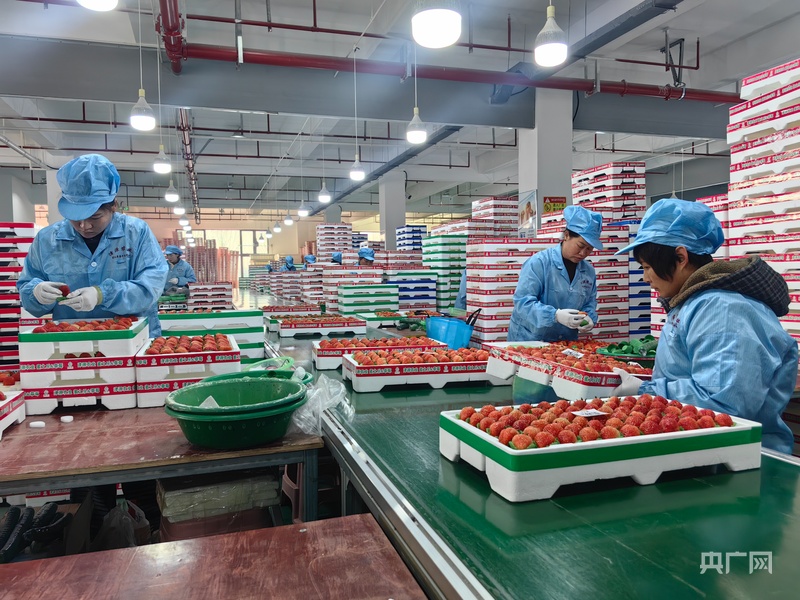 新春走基层丨一颗草莓的“春运”(图3)