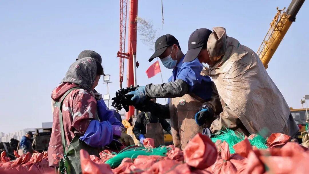 一天能卖15万斤！又肥又嫩！“日照开春第一鲜”迎来丰收季！(图2)