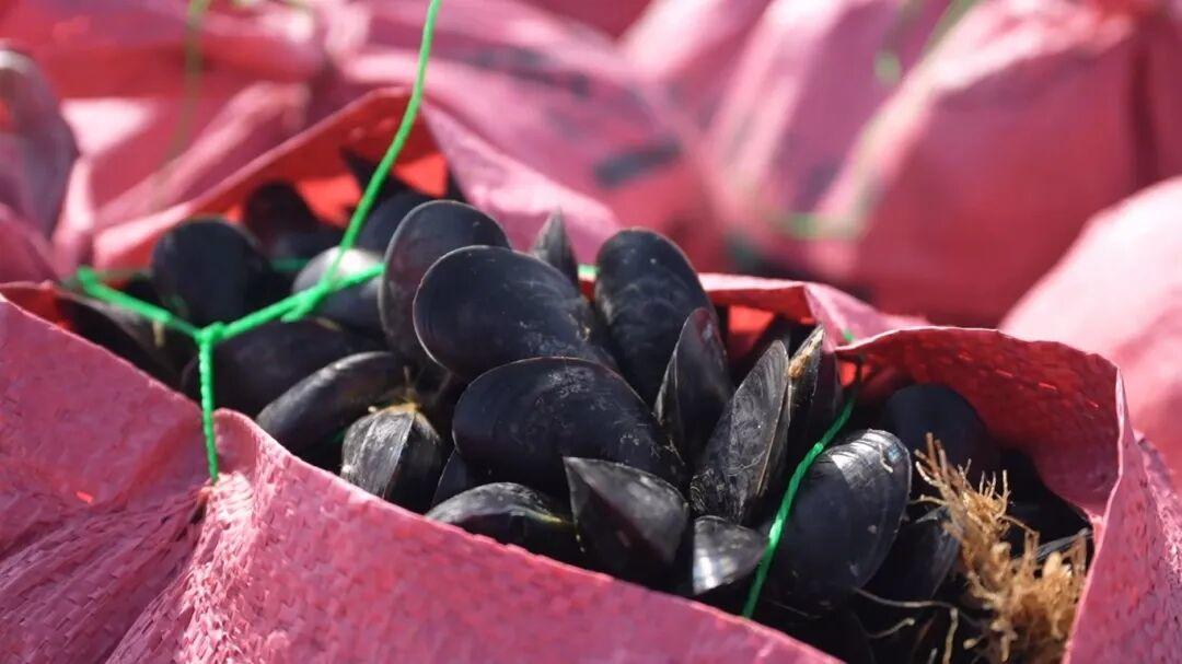 一天能卖15万斤！又肥又嫩！“日照开春第一鲜”迎来丰收季！(图3)