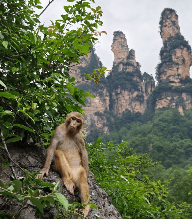 张家界旅游必读攻略张家界5天4晚路线规划、让你少走很多弯路！(图1)