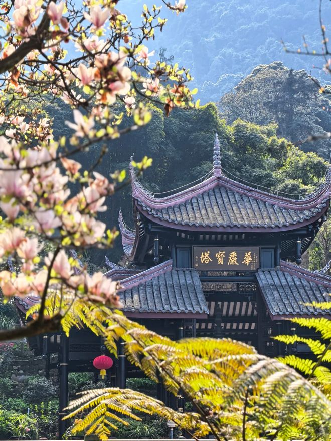 老年团四川5天旅游报团规划5日游老年团跟团多少钱(图1)