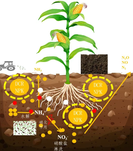 夯实大国粮仓的“营养”基石——解码磷复肥行业龙头新洋丰的硬核研创之道(图5)
