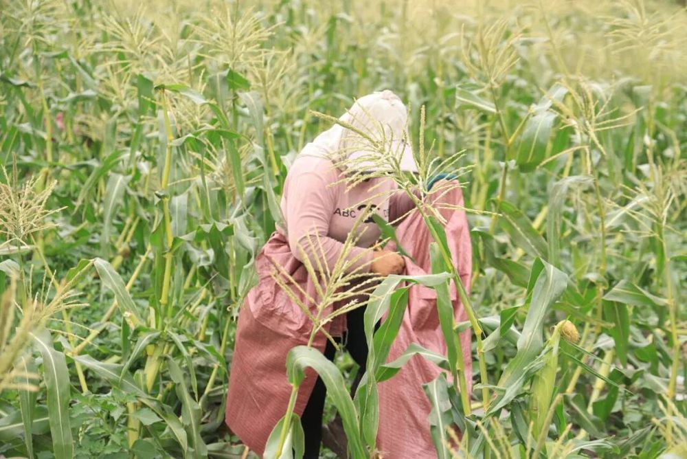 订单“种”到田埂上精河千亩玉米稳了！(图1)