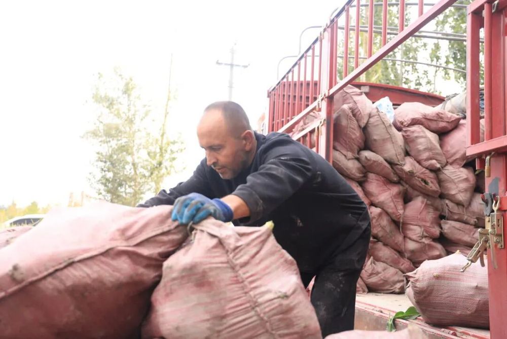 订单“种”到田埂上精河千亩玉米稳了！(图2)