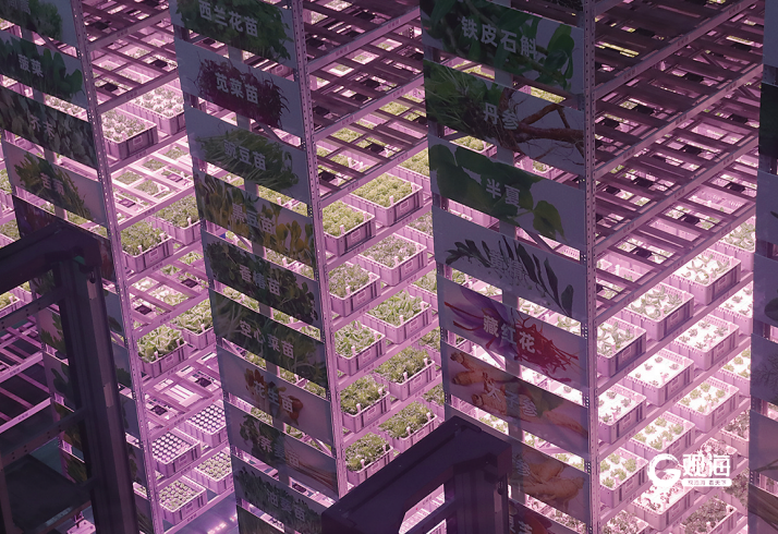 不足千平方米日产500公斤！国内首家百万级无菌自动化微模块植物工厂在青投产