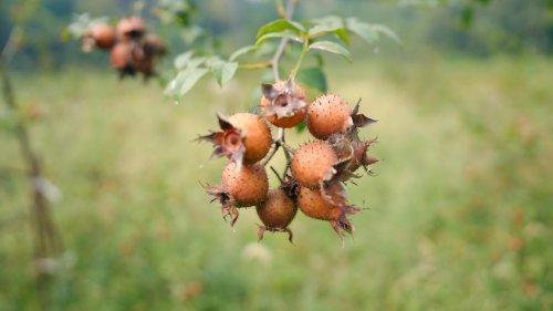 3000 亩金刺梨喜获丰收 全产业链模式为乡村振兴添活力(图2)