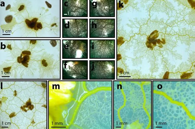 95后哈佛博士生基于黏菌创办公司已用于校园与社区规划(图4)