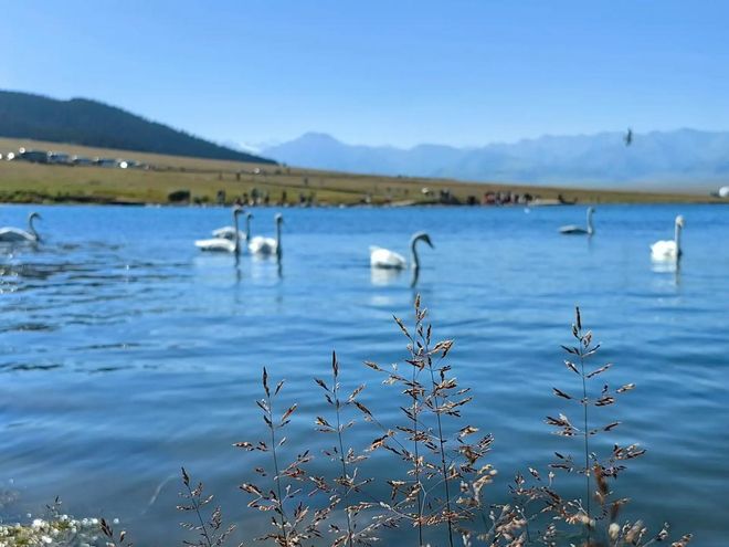 去新疆八天七晚纯玩团人均1680元北疆金秋深度游超详细行程规划(图5)