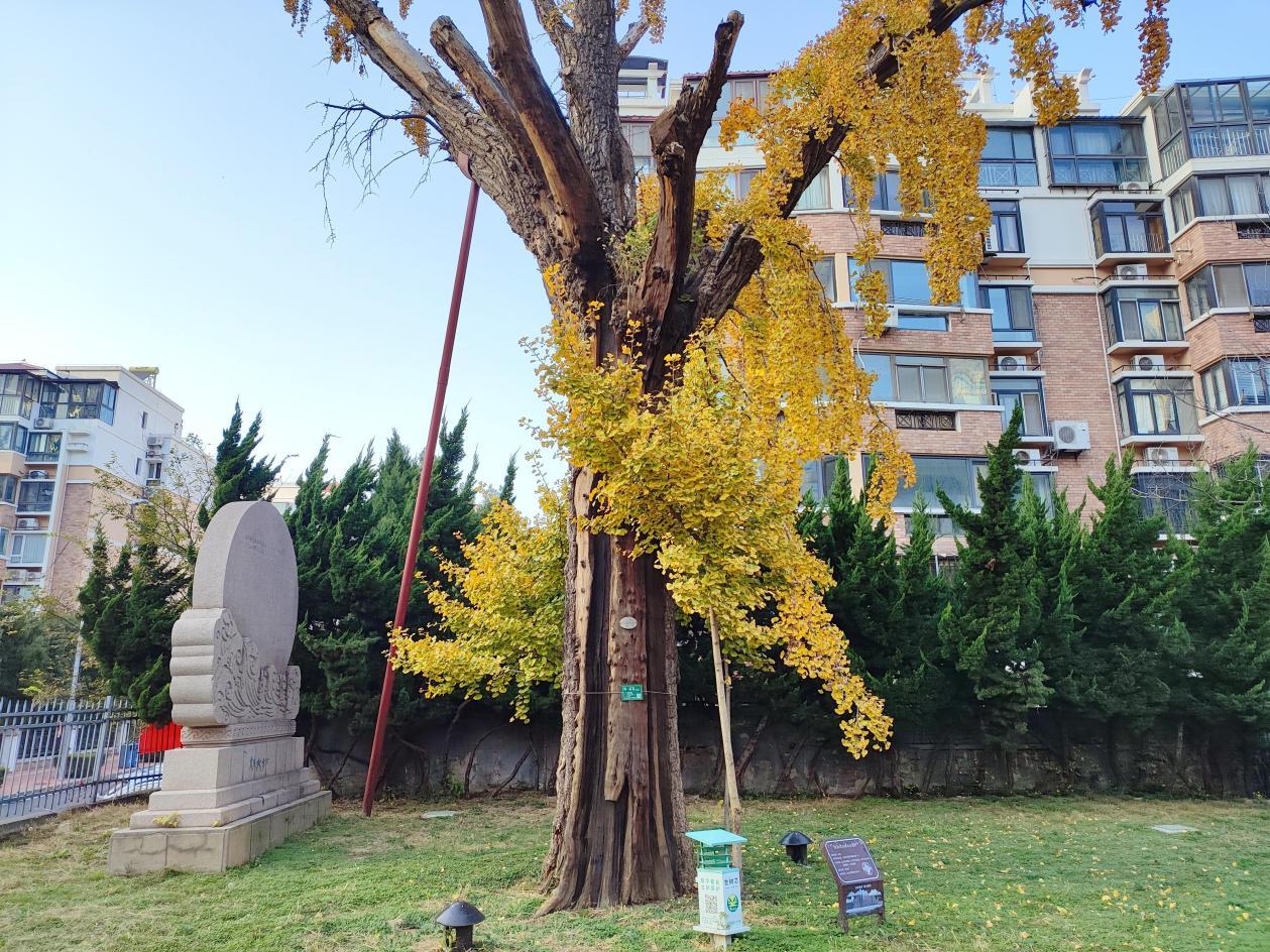 “听老王讲党课”：从六百年古树中的城市记忆(图3)