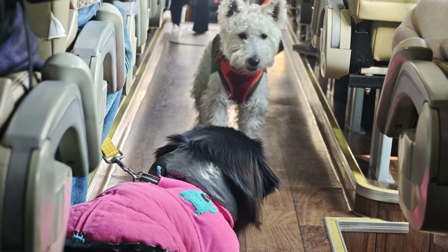 “春节档”的狗狗旅行团透视宠物经济持续狂奔的密码